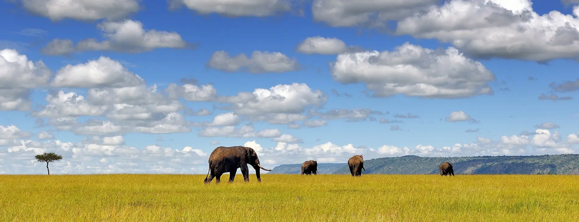 Elefanti del Kenya. Silchy Viaggi